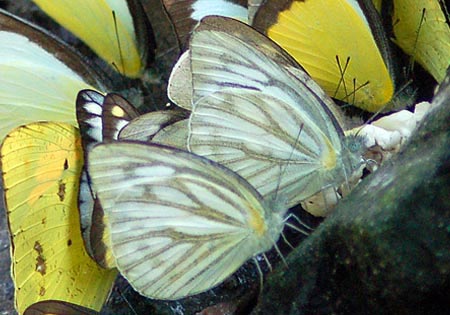 Striped Albatross