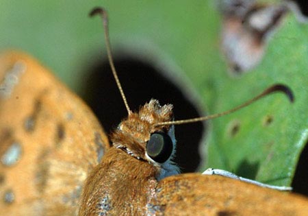 Spotted Golden Angle