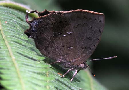 Common Acacia Blue