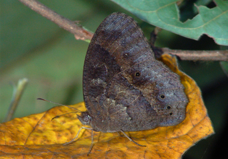 Common Bushbrown