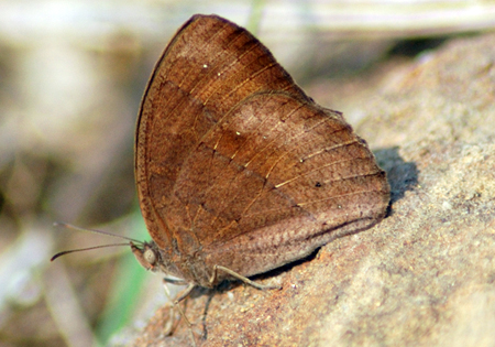 Common Bushbrown