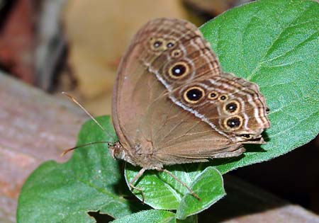 Dark Brand Bushbrown