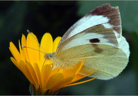 Indian Cabbage White