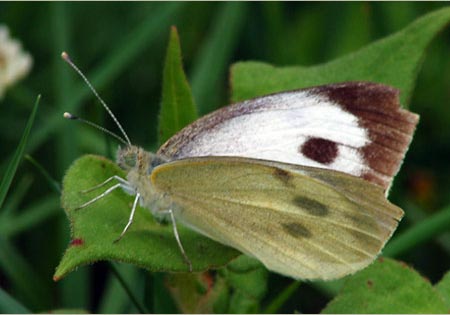 Indian Cabbage White
