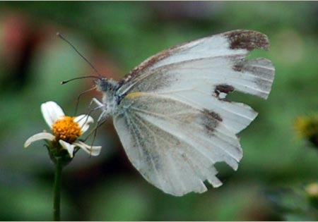 Indian Cabbage White