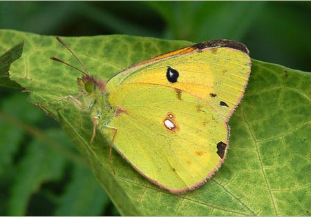 Dark Clouded Yellow
