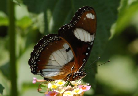 Danaid Eggfly