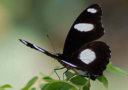 Danaid Eggfly