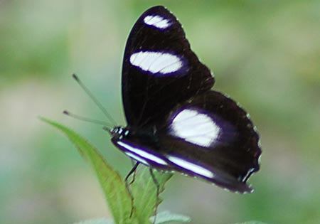 Danaid Eggfly