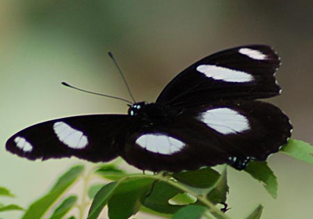 Danaid Eggfly