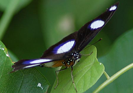 Danaid Eggfly