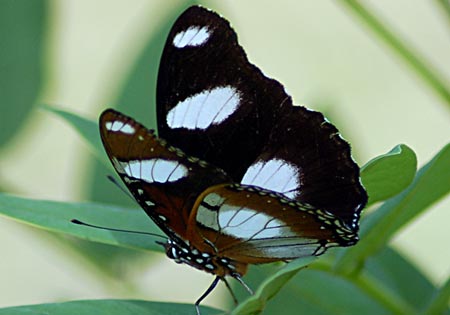 Danaid Eggfly