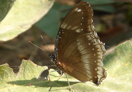 Great Eggfly