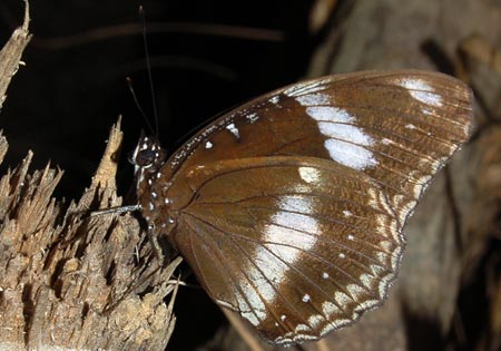 Great Eggfly