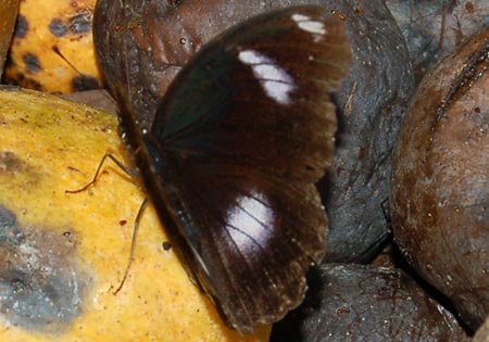 Great Eggfly