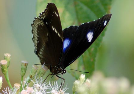 Great Eggfly