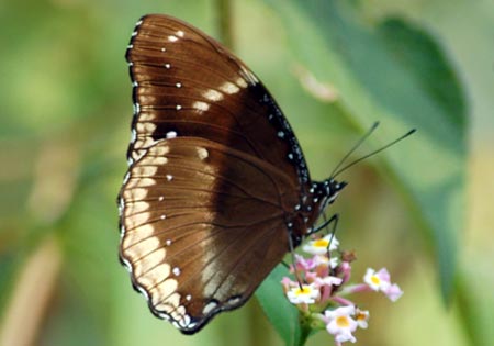 Great Eggfly