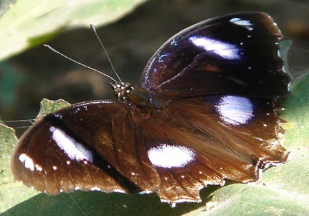 Great Eggfly