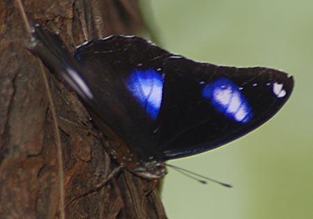 Great Eggfly