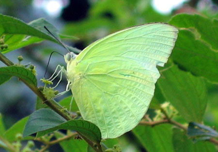 Common Emigrant
