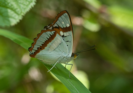 Indian Purple Emperor