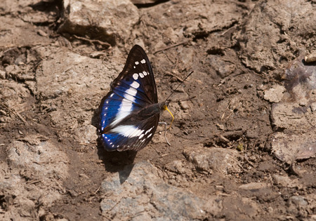 Indian Purple Emperor