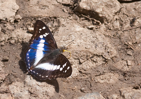 Indian Purple Emperor