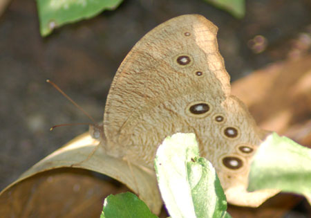 Common Eveningbrown