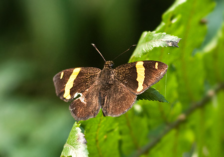 Dark Yellow-banded Flat