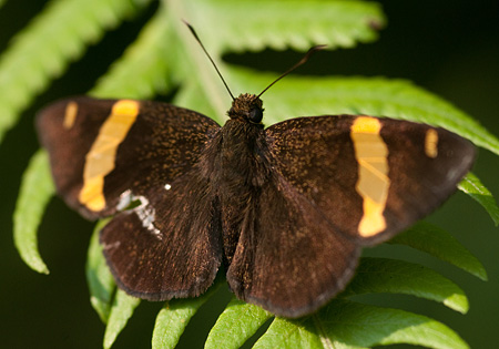 Dark Yellow-banded Flat