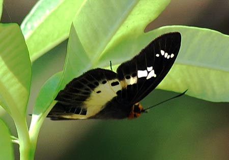 Common Yellow-breasted Flat