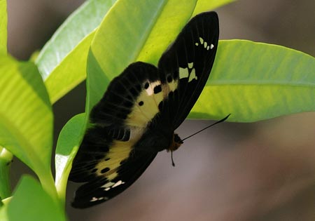 Common Yellow-breasted Flat