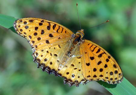 Indian Fritillary