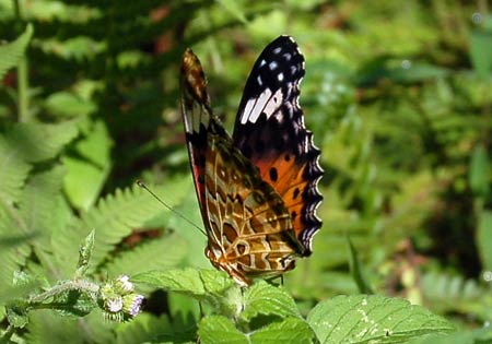 Indian Fritillary