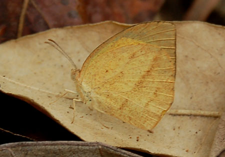 Spotless Grass Yellow