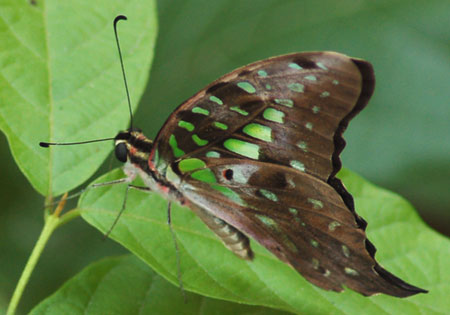Tailed Jay