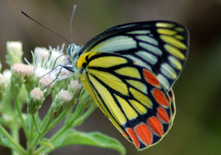 Common Jezebel
