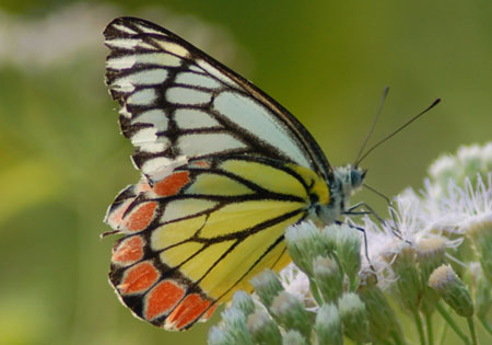 Common Jezebel