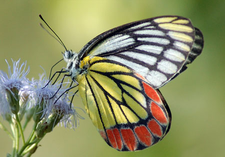 Common Jezebel