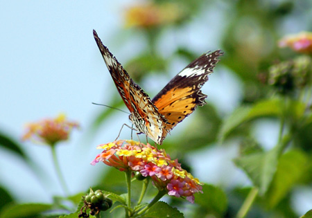 Leopard Lacewing