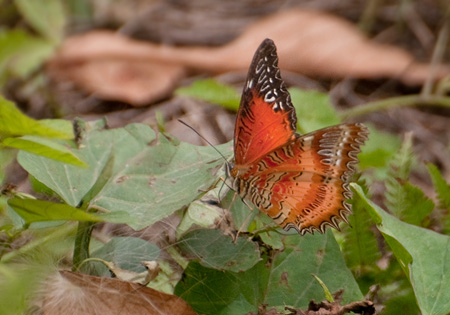 Red Lacewing