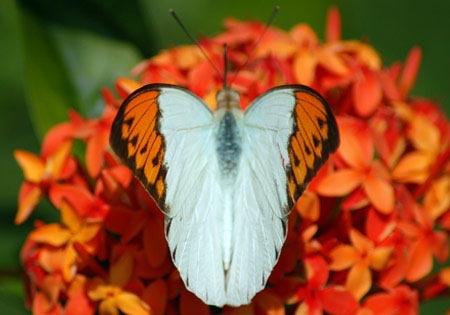 Great Orangetip