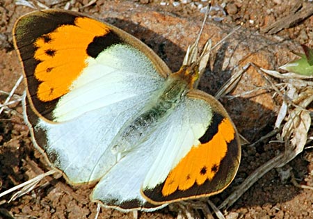 White Orangetip