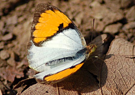White Orangetip