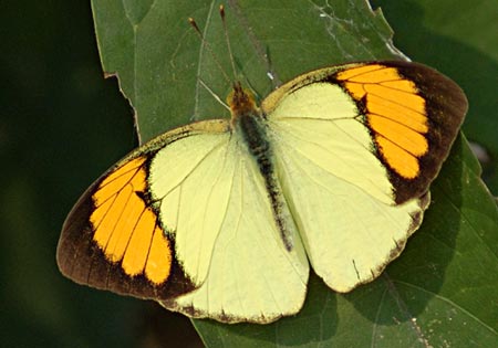 Yellow Orangetip