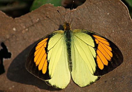 Yellow Orangetip