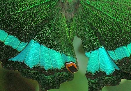 Common Banded Peacock