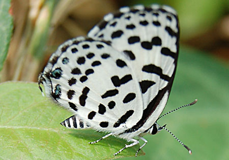 Common Pierrot