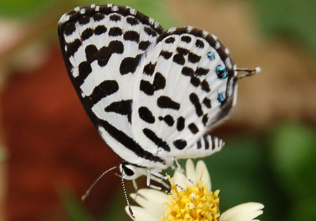 Common Pierrot