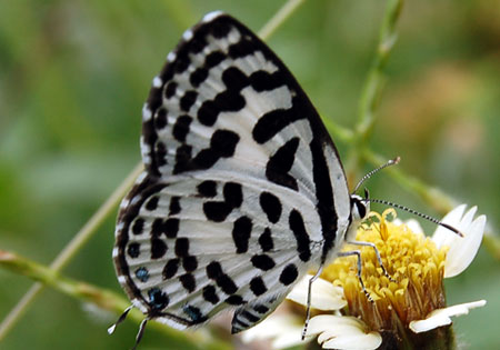 Common Pierrot